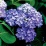 Hydrangea 'Penny Mac'.jpeg